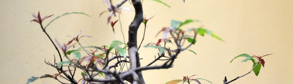 The Best is Yet to Come